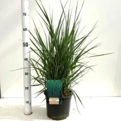 Panicum Virgatum 'Prairie Sky' C4 Cm