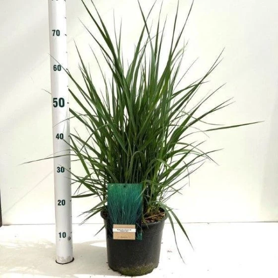 Panicum Virgatum 'Prairie Sky' C4 Cm 1 Panicum Virgatum 'Prairie Sky' C4 Cm