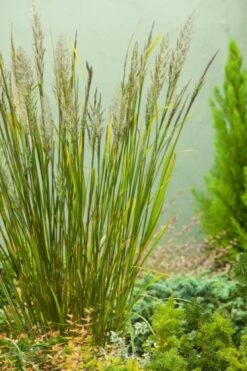 Calamagrostis Brachytricha P9 Cm