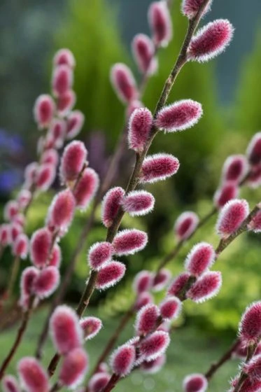 Salix Gracilistyla 'Mt. Aso' C5 Cm Stam 120 1 Salix Gracilistyla 'Mt. Aso' C5 Cm Stam 120