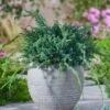 Juniperus Squamata 'Blue Carpet' C5 40-50 Cm