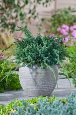Juniperus Squamata 'Blue Carpet' C3.5 30-40 Cm