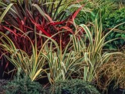 Phormium Cookianum 'Tricolor' C7.5 Cm 6 Phormium Cookianum 'Tricolor' C7.5 Cm -Tuinbenodigdheden Verkoop 2024 71W7G6HW 731e