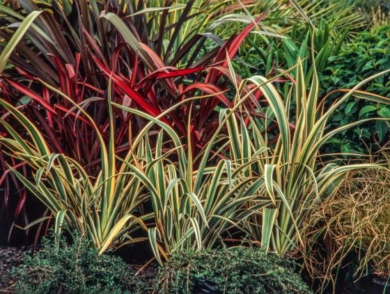 Phormium Cookianum 'Tricolor' C7.5 Cm 3 Phormium Cookianum 'Tricolor' C7.5 Cm - Afbeelding 3