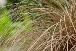 Carex Comans 'Bronze Form' C2 Cm -Tuinbenodigdheden Verkoop 2024 71XCG96S 3d91 1