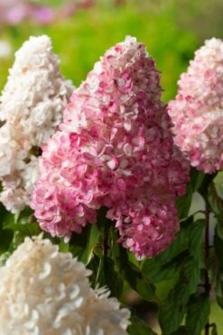 Hydrangea Paniculata Vanille-Fraise C4 30-40 Cm