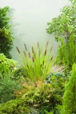 Pennisetum Alopecuroides 'Moudry' P9 Cm 5 Pennisetum Alopecuroides 'Moudry' P9 Cm -Tuinbenodigdheden Verkoop 2024 72XK9Z9N 87e0