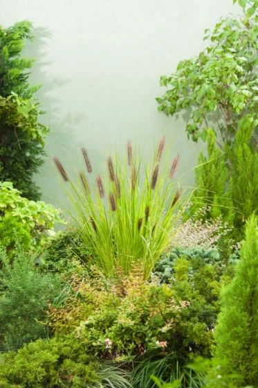Pennisetum Alopecuroides 'Moudry' P9 Cm 3 Pennisetum Alopecuroides 'Moudry' P9 Cm - Afbeelding 3