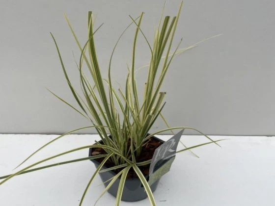 Cortaderia Selloana 'Splendid Star' C2 Cm 3 Cortaderia Selloana 'Splendid Star' C2 Cm - Afbeelding 3