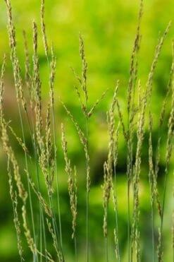 Molinia Caerulea 'Torch' P9 Cm