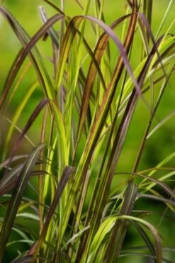 Miscanthus Sinensis 'Navajo' P11 Cm -Tuinbenodigdheden Verkoop 2024 75P879S7 0067