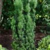 Taxus Baccata 'Cappenberg' C3.5 30-40 Cm