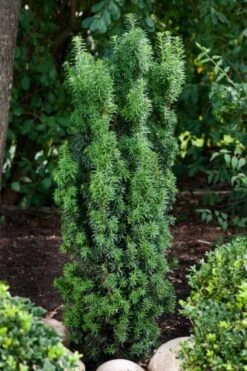 Taxus Baccata 'Cappenberg' C3.5 30-40 Cm