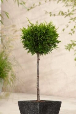 Thuja Occidentalis 'Brabant' C3.5 60-80 Cm 5 Thuja Occidentalis 'Brabant' C3.5 60-80 Cm -Tuinbenodigdheden Verkoop 2024 78EN2HJ3 bc6b