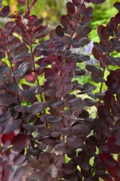 Cotinus Coggygria 'Royal Purple' C3 25-30 Cm