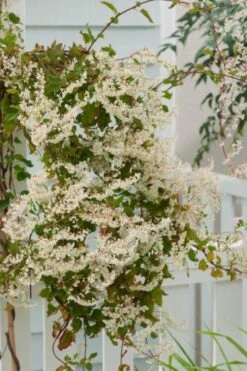 Fallopia Baldschuanica C2 60-70 Cm