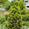 Taxus Media 'Hicksii' C4 60-80 Cm