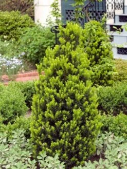 Taxus Media 'Hicksii' C4 60-80 Cm