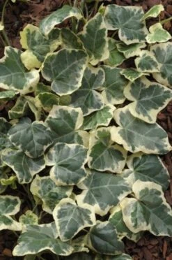 Hedera Helix 'Marginata Elegantissima' C2 80-100 Cm