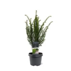 Taxus Baccata C3 40-50 Cm