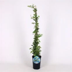 Hedera Helix 'Eva' C2 80-100 Cm 5 Hedera Helix 'Eva' C2 80-100 Cm -Tuinbenodigdheden Verkoop 2024 7C63K96N ba5a