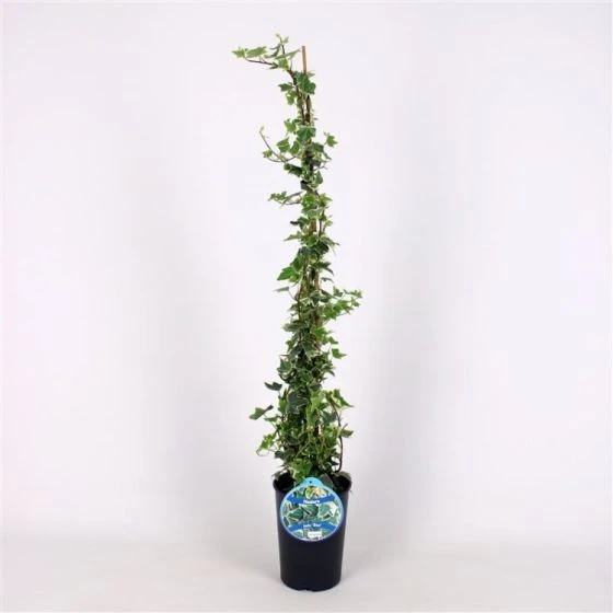 Hedera Helix 'Eva' C2 80-100 Cm 3 Hedera Helix 'Eva' C2 80-100 Cm - Afbeelding 3