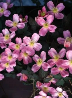Clematis 'Tetrarose' C2 60-70 Cm