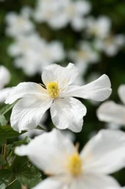 Clematis Montana Grandiflora C2 60-80 Cm -Tuinbenodigdheden Verkoop 2024 7EW5TT7W 977b
