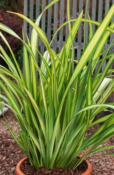 Phormium 'Yellow Wave' C7.5 Cm 2 Phormium 'Yellow Wave' C7.5 Cm - Afbeelding 2