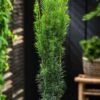 Taxus Baccata 'Fastigiata Robusta'