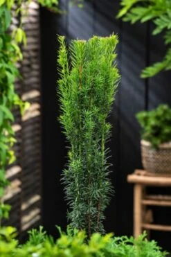 Taxus Baccata 'Fastigiata Robusta'