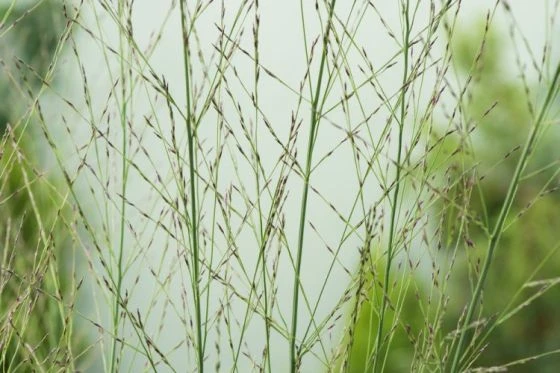 Molinia Arundinacea 'Transparent' P9 Cm 2 Molinia Arundinacea 'Transparent' P9 Cm - Afbeelding 2