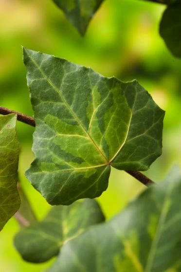 Hedera Colchica 'Sulphur Heart' C2 60-80 Cm 2 Hedera Colchica 'Sulphur Heart' C2 60-80 Cm - Afbeelding 2