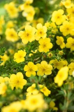 Potentilla Fruticosa 'Katherine Dykes' C1.5 30-40 Cm
