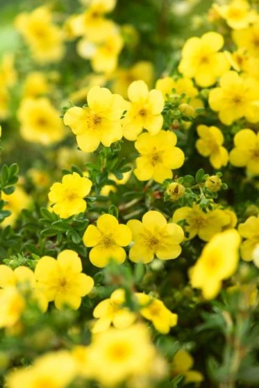 Potentilla Fruticosa 'Katherine Dykes' C1.5 30-40 Cm 1 Potentilla Fruticosa 'Katherine Dykes' C1.5 30-40 Cm