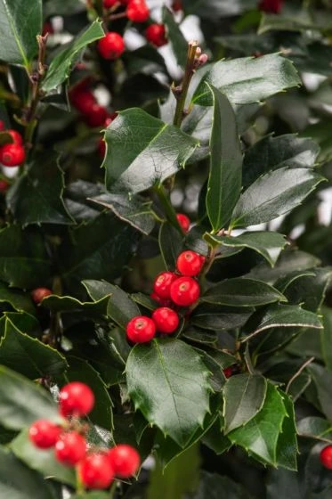 Ilex Meserveae Blue Maid Kluit 120-140 Cm 1 Ilex Meserveae Blue Maid Kluit 120-140 Cm