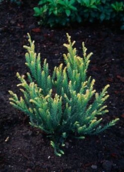 Nieuwkomers -Tuinbenodigdheden Verkoop 2024 7N3P63LW 9726