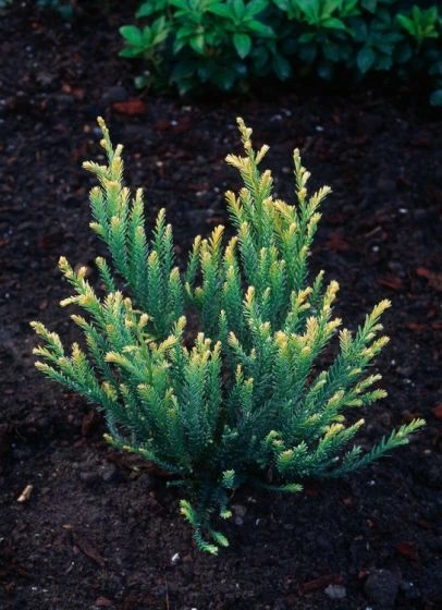 Sequoia Sempervirens 'Adpressa' C3 30-40 Cm 2 Sequoia Sempervirens 'Adpressa' C3 30-40 Cm - Afbeelding 2