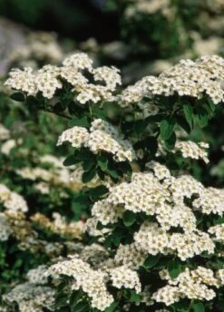 Spiraea Nipponica 'Halward's Silver' C1.5 25-30 Cm
