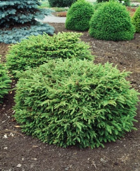 Picea Abies 'Nidiformis' C3.5 25-30 Cm 2 Picea Abies 'Nidiformis' C3.5 25-30 Cm - Afbeelding 2