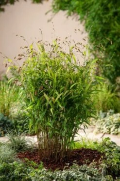 Chasmanthium Latifolium P9 Cm -Tuinbenodigdheden Verkoop 2024 7TPB6AXR d706