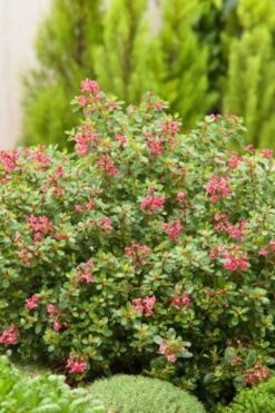 Escallonia 'Red Dream' C2 20-25 Cm