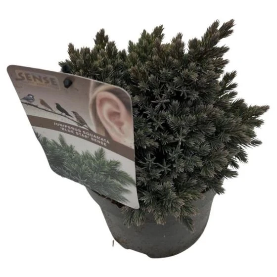 Juniperus Squamata 'Blue Star' C2 25-30 Cm 3 Juniperus Squamata 'Blue Star' C2 25-30 Cm - Afbeelding 3