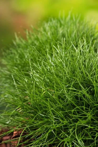 Festuca Gautieri C2 Cm 2 Festuca Gautieri C2 Cm - Afbeelding 2
