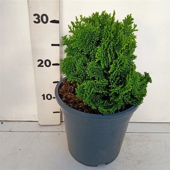 Chamaecyparis Obtusa 'Kosteri' C3.5 20-25 Cm 2 Chamaecyparis Obtusa 'Kosteri' C3.5 20-25 Cm - Afbeelding 2