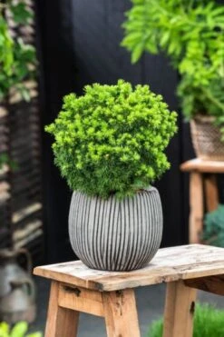 Picea Glauca 'Alberta Globe' C3.5 20-25 Cm -Tuinbenodigdheden Verkoop 2024 8174AN7A 6f0d