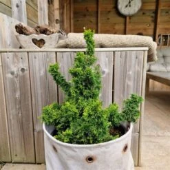 Thuja Occidentalis 'Malonyana Holub' C3 20-25 Cm