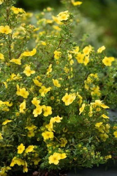 Potentilla Fruticosa 'Katherine Dykes' C1.5 30-40 Cm 2 Potentilla Fruticosa 'Katherine Dykes' C1.5 30-40 Cm - Afbeelding 2