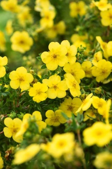 Potentilla Fruticosa 'Katherine Dykes' C1.5 30-40 Cm 3 Potentilla Fruticosa 'Katherine Dykes' C1.5 30-40 Cm - Afbeelding 3