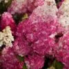 Hydrangea Paniculata Fraise Melba C4 30-40 Cm